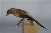 藏品(樹鵲)的圖片